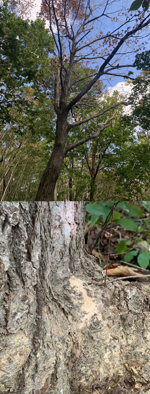 カシノナガキクイムシの被害を受けた木